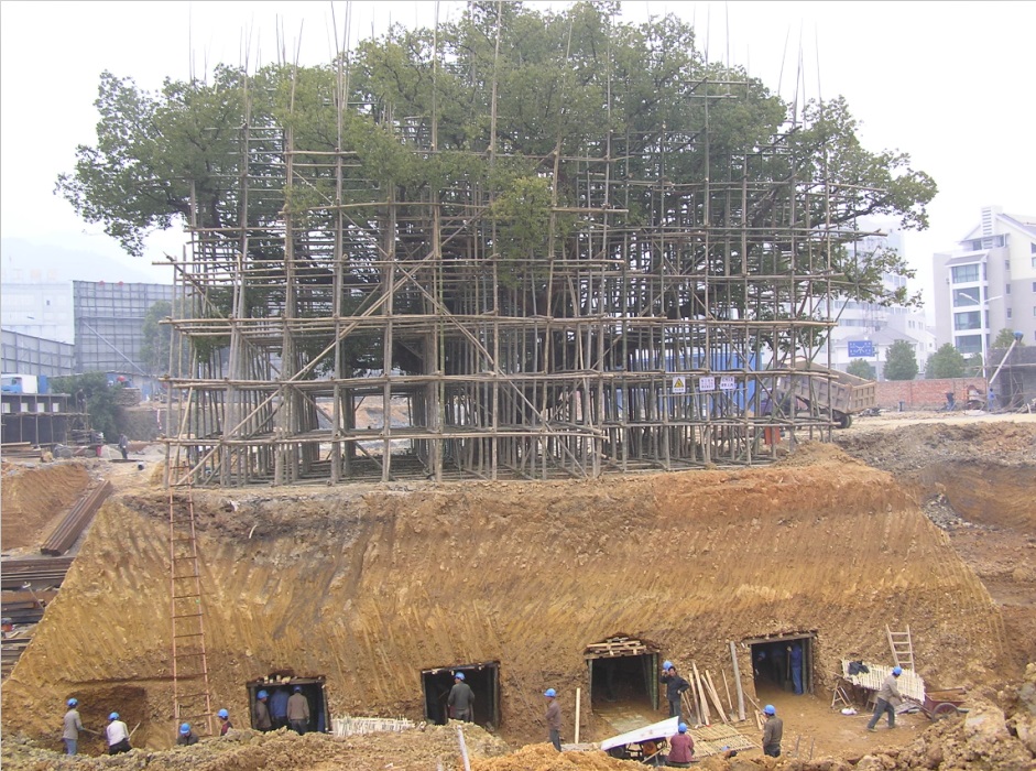 浙江建德市市贸广场古樟整体平移顶升工程